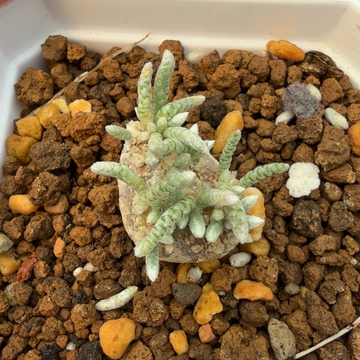 韧锦(满28包邮)仙人球