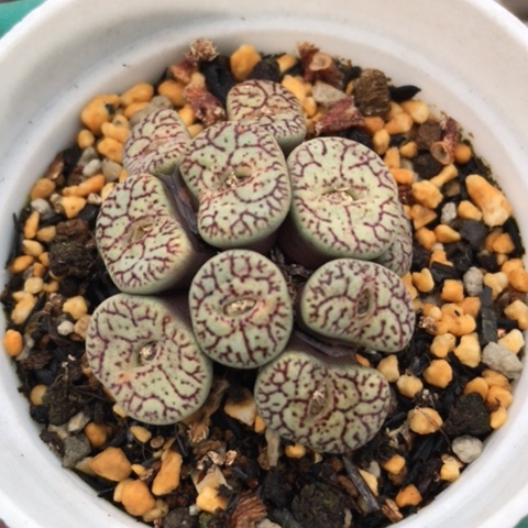 多肉肉锥 10头墨小锥