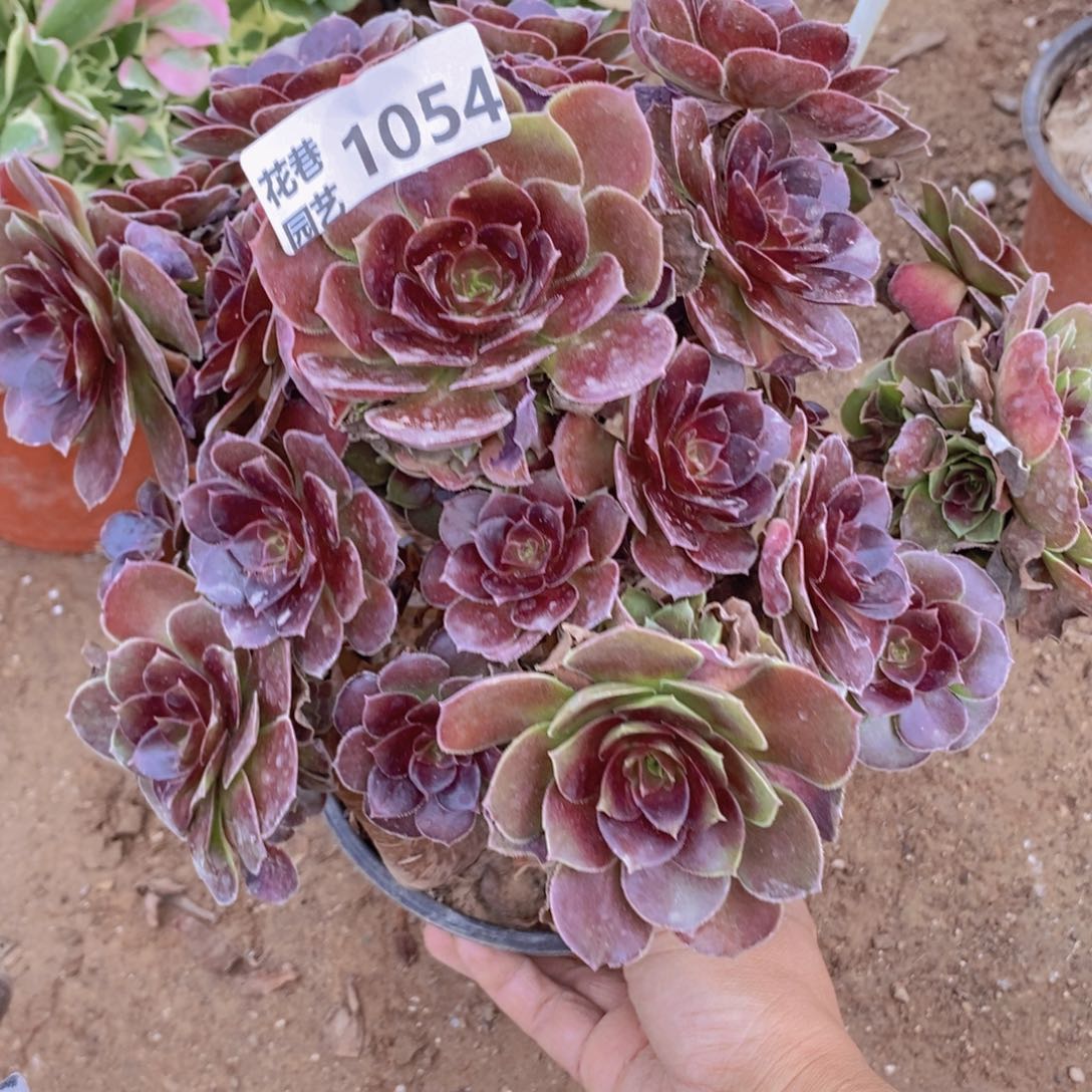 1054 号一物一拍多肉植物