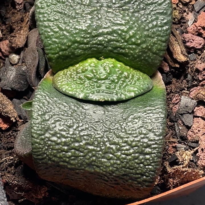 卧牛一物一拍2号隆骨