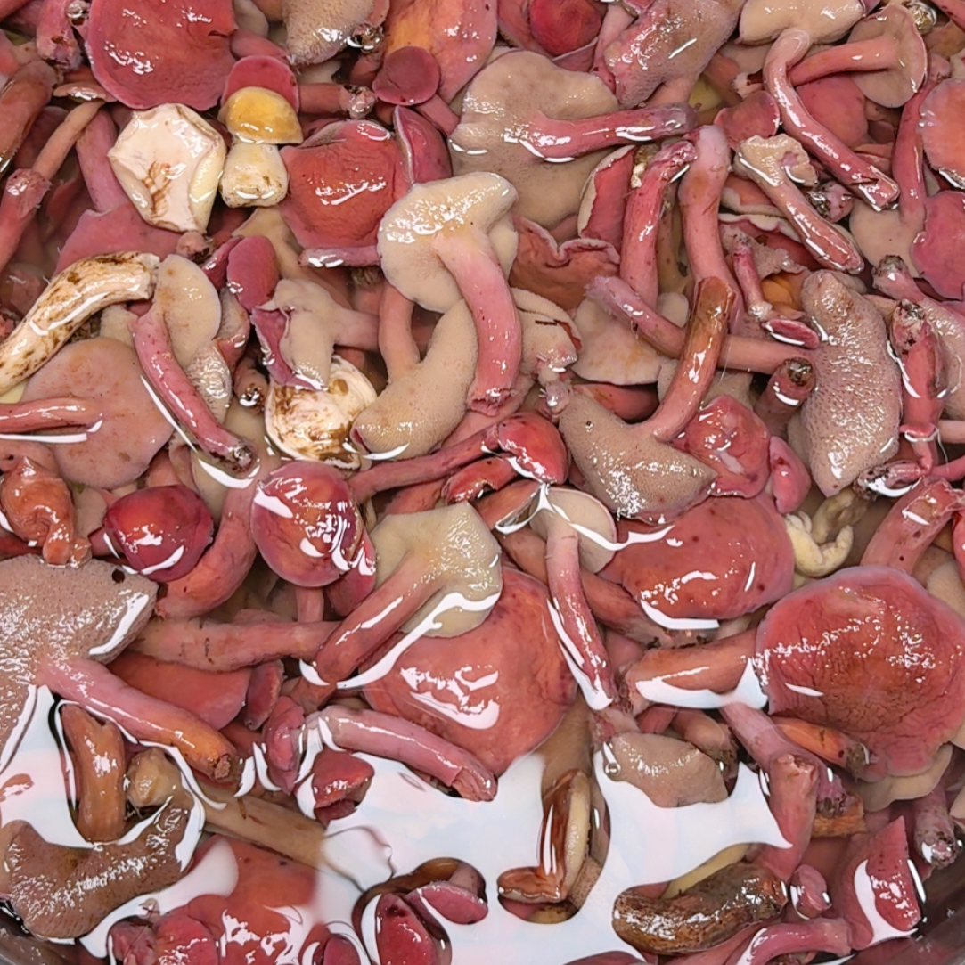 万源黄钟高山红乳滑滑菌