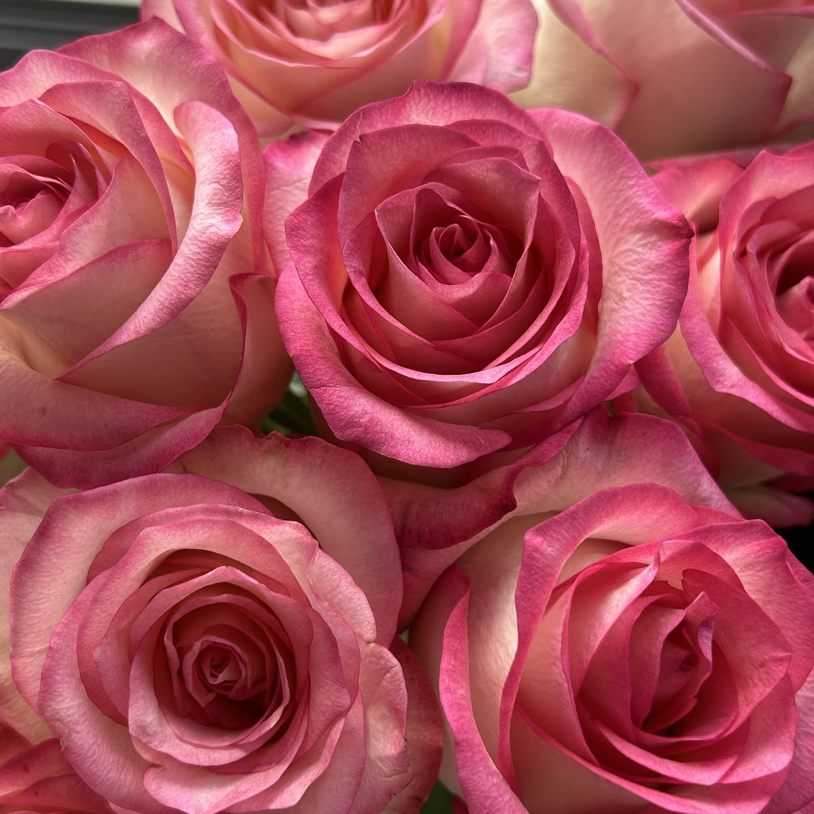 【香羿鲜花】爱莎玫瑰10支/全场任意满两单及以上包邮