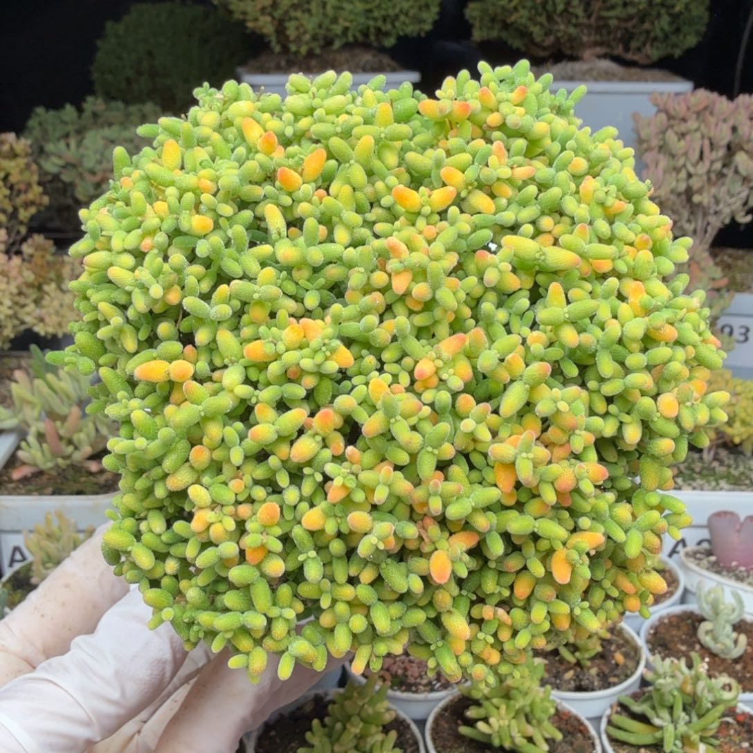 A988蜜橘糖球方形