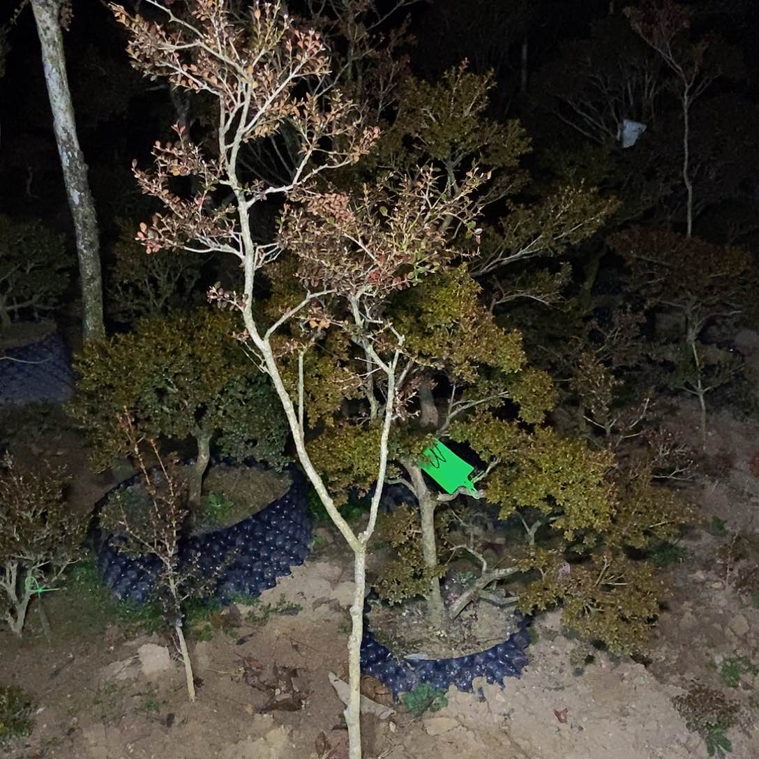 游***水安徽天柱山珍珠黄杨