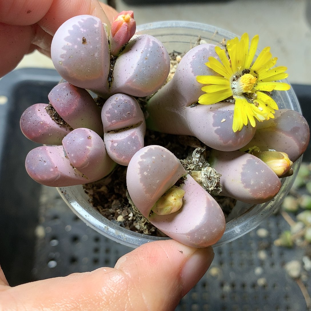 P45多肉植物保护研究所