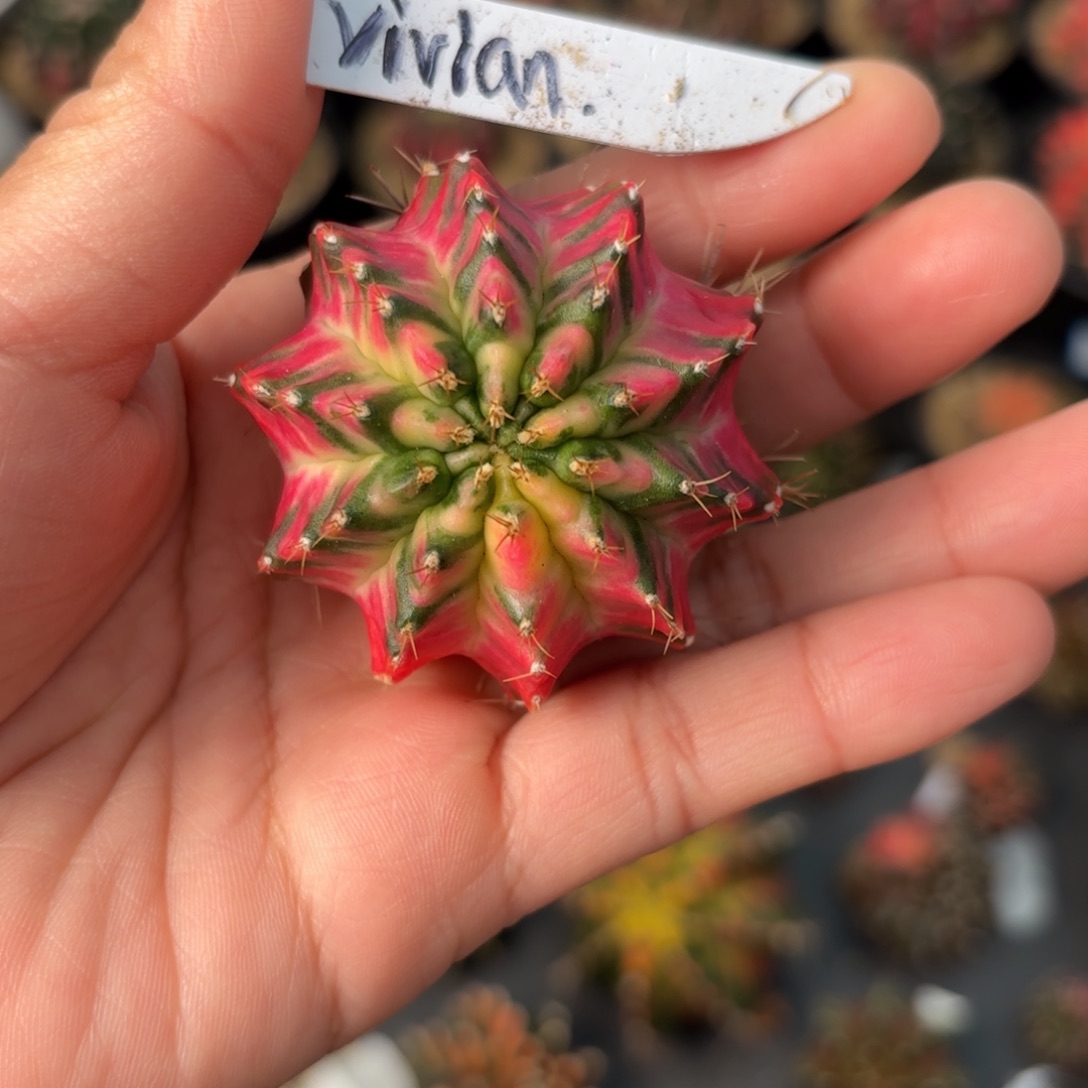 泰系米哈仙人球12号