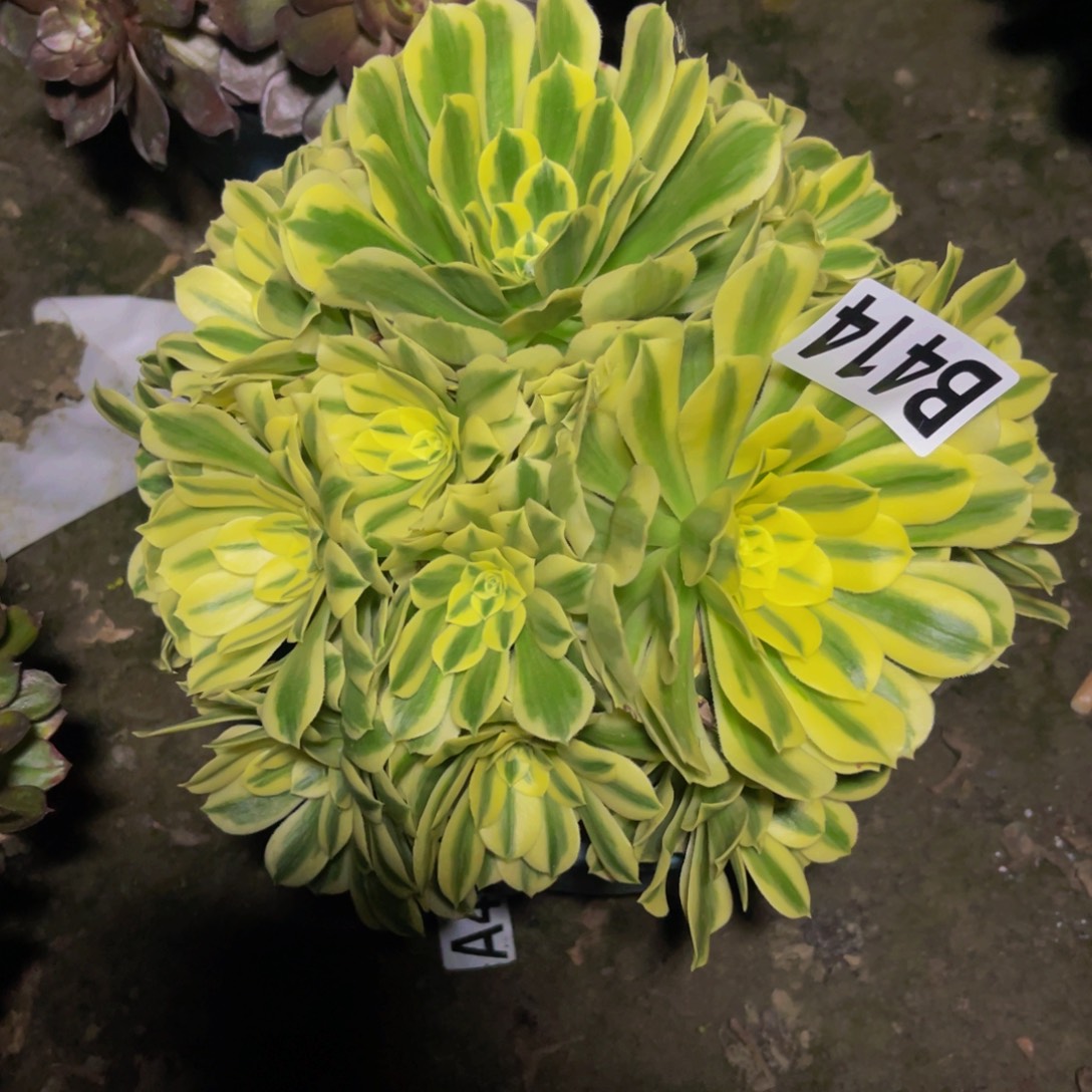 迈巴赫法师26zzzz41包邮