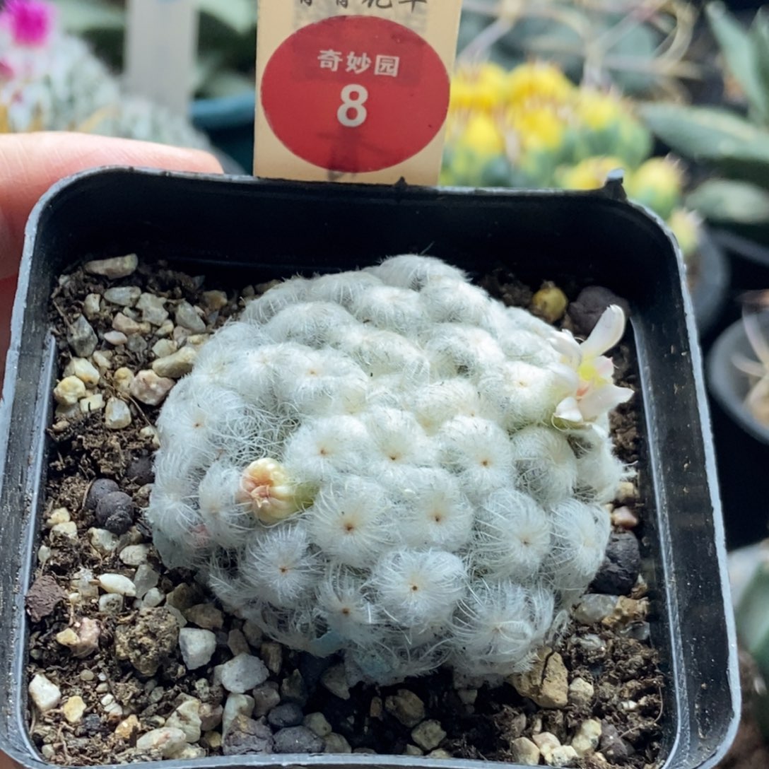 自根佛头白星4.7cm