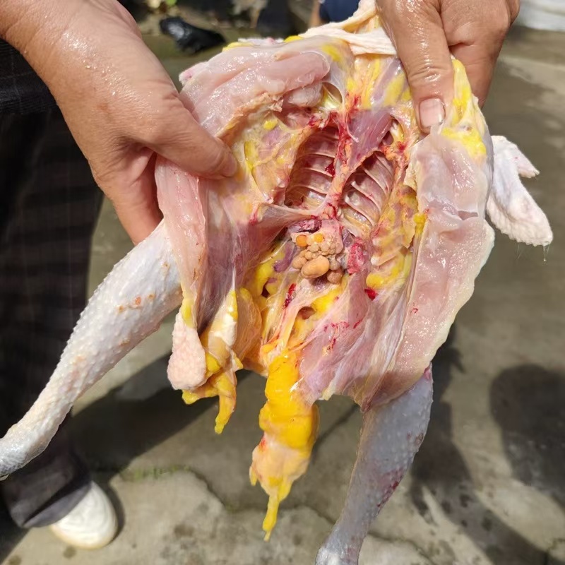 东北寒露 散养二年母鸡 顺丰包邮