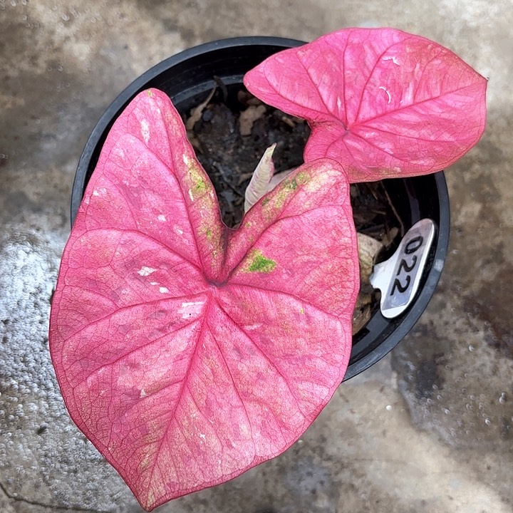 22-0210恋爱季节彩叶芋广东现货