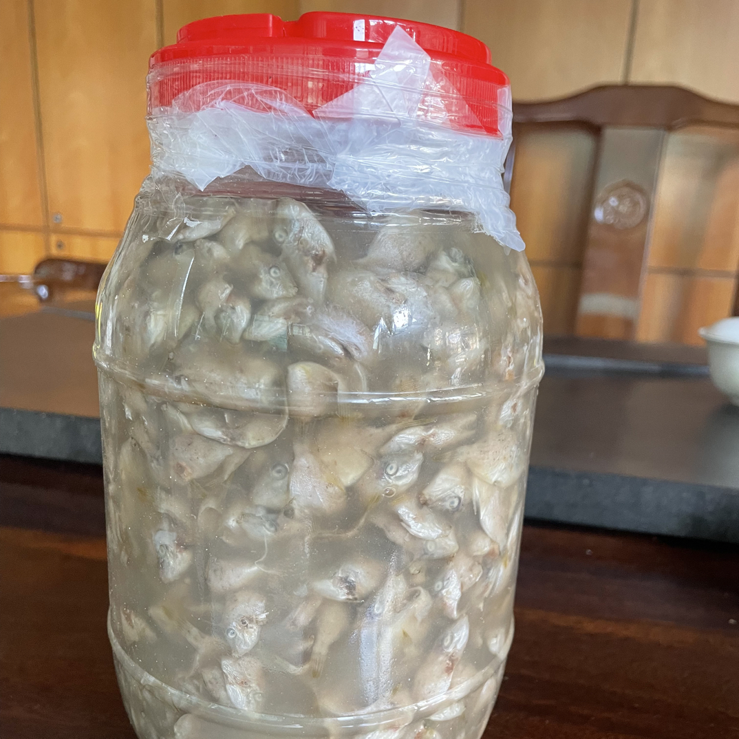 福建特产 南日岛三角鱼  5-10斤