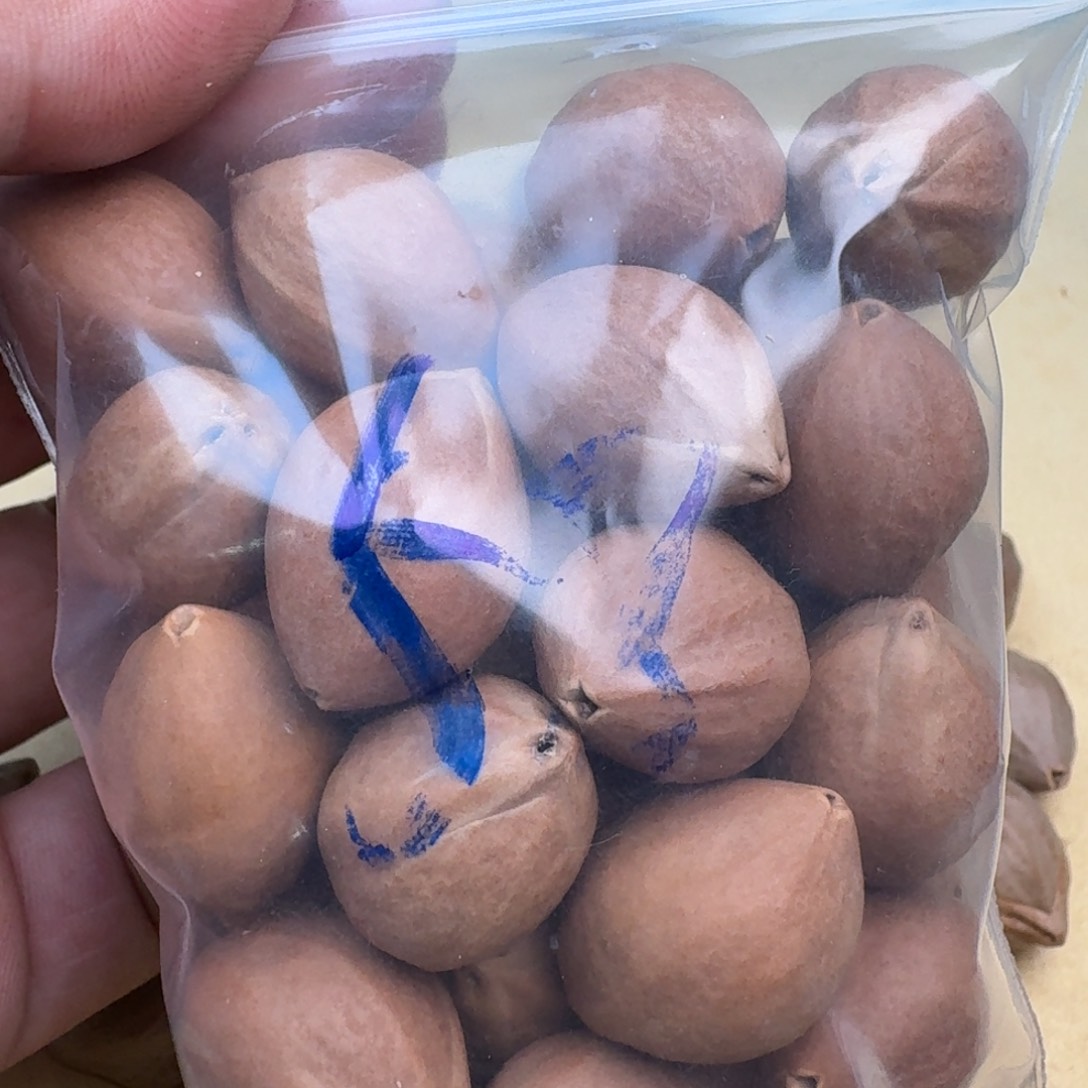 丹***烤橄榄核手串/手链1