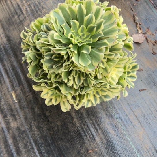 绿豆沙一颗包邮福利