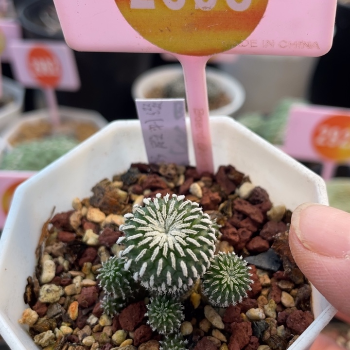 实生精巧殿刺缀2608