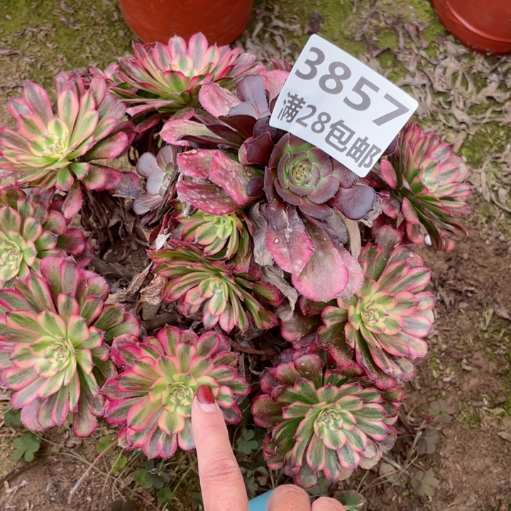 3857一号棚多肉植物