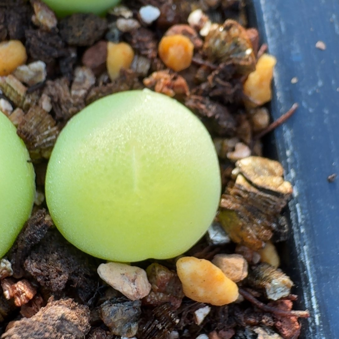 兜*米云缦精品番杏18.50