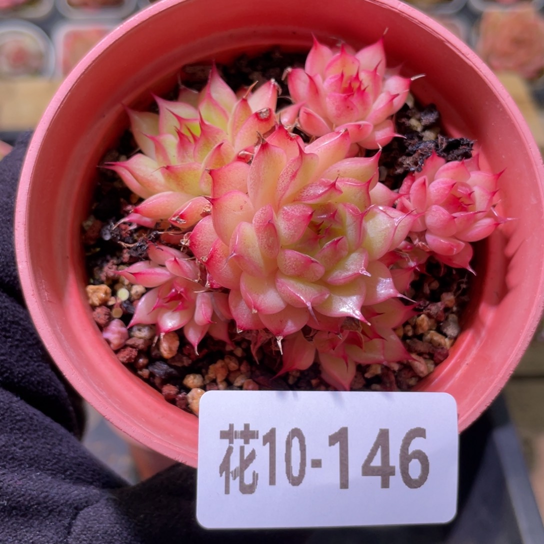 花利美10-146海王群