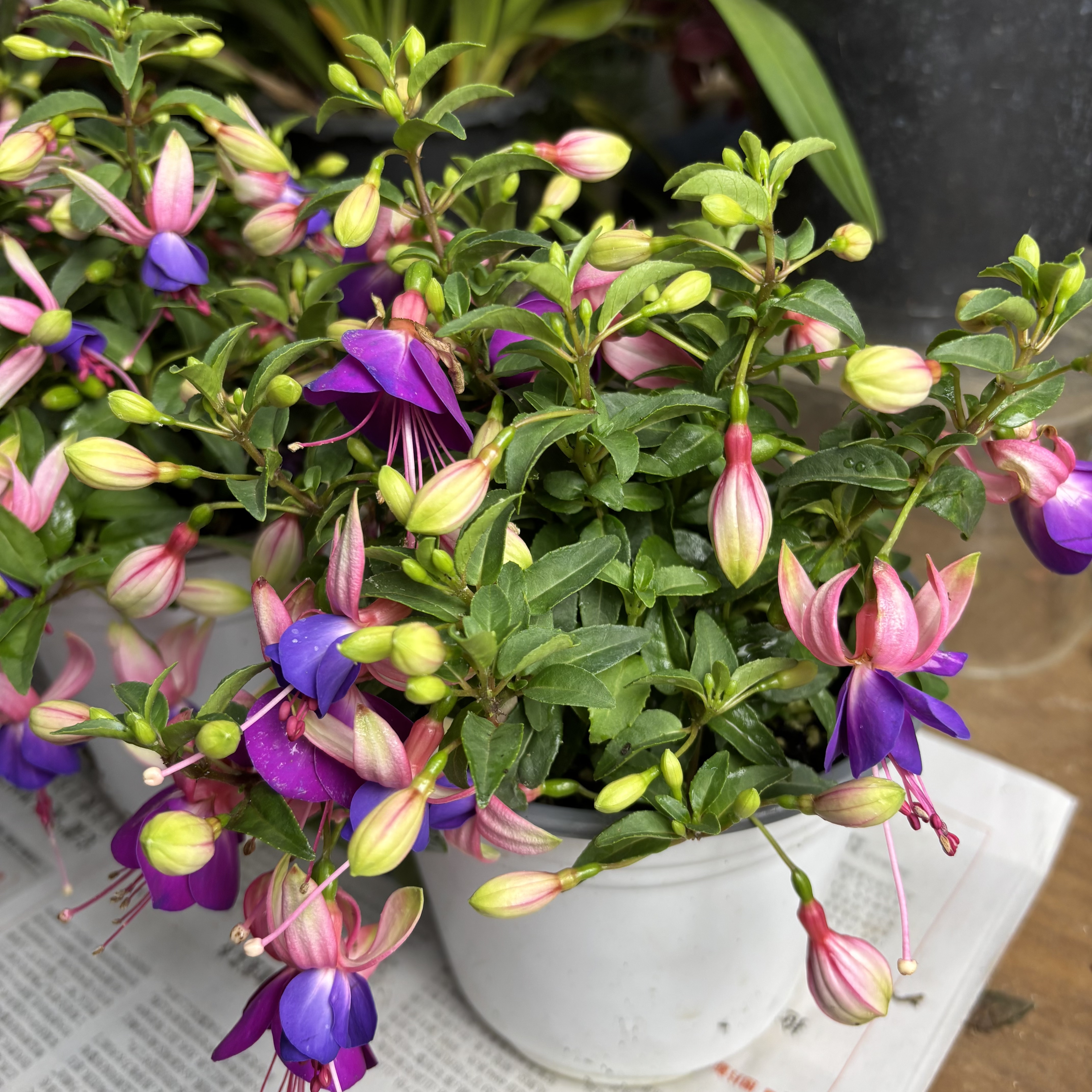 灯笼花【蓝蝴蝶】 盆栽植物 勤花机器 好养活