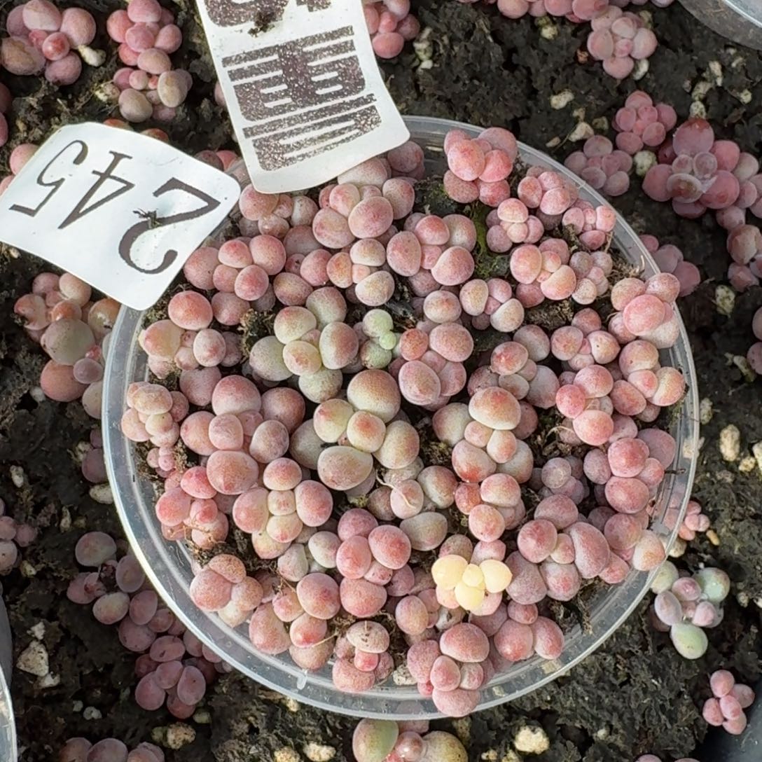 多肉植物多肉植物245量拍