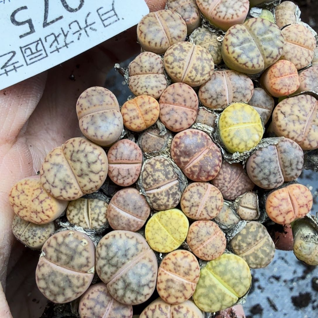 好喜欢看肖蘸唱歌跳舞075不