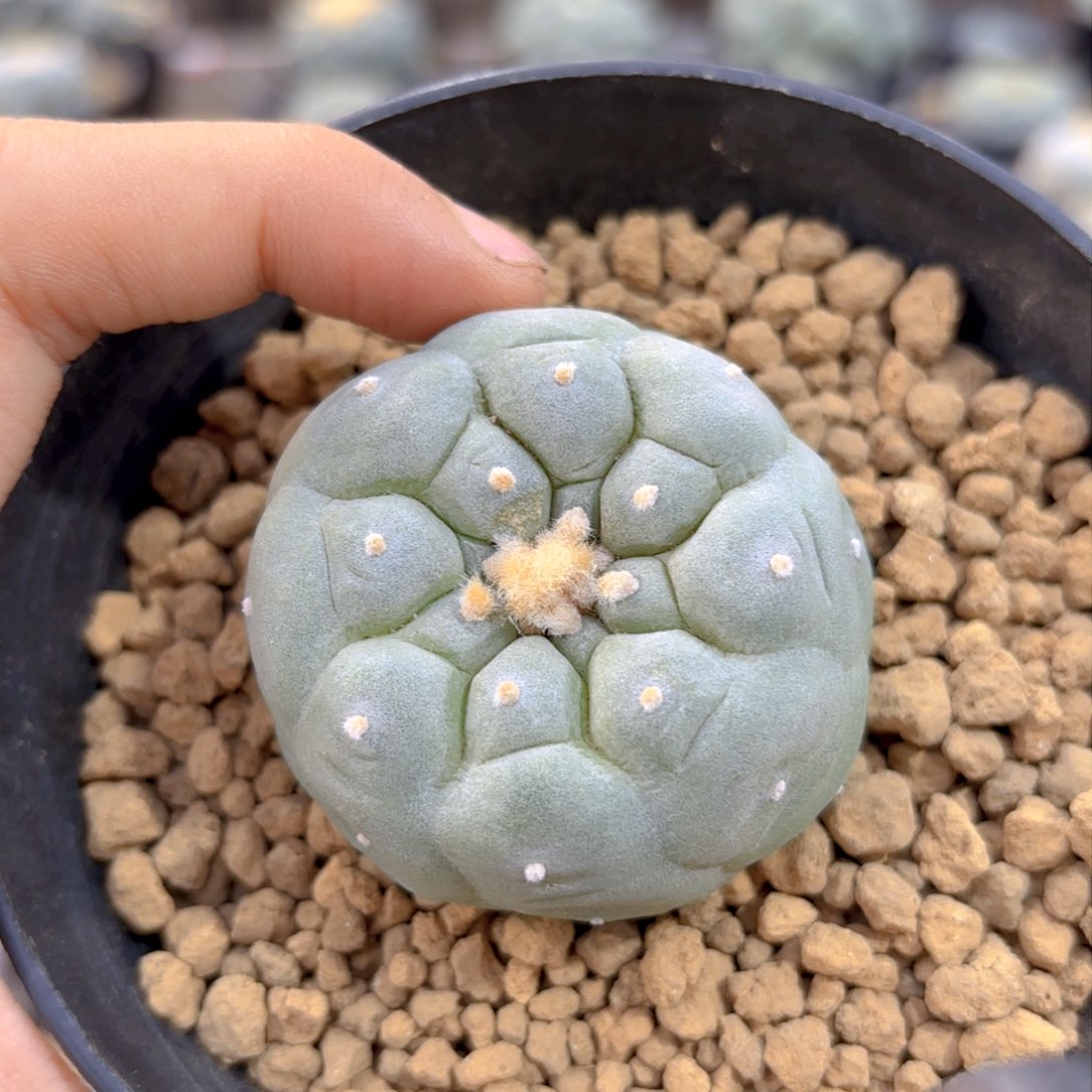 螺旋格子G g g g g g g g g g 331