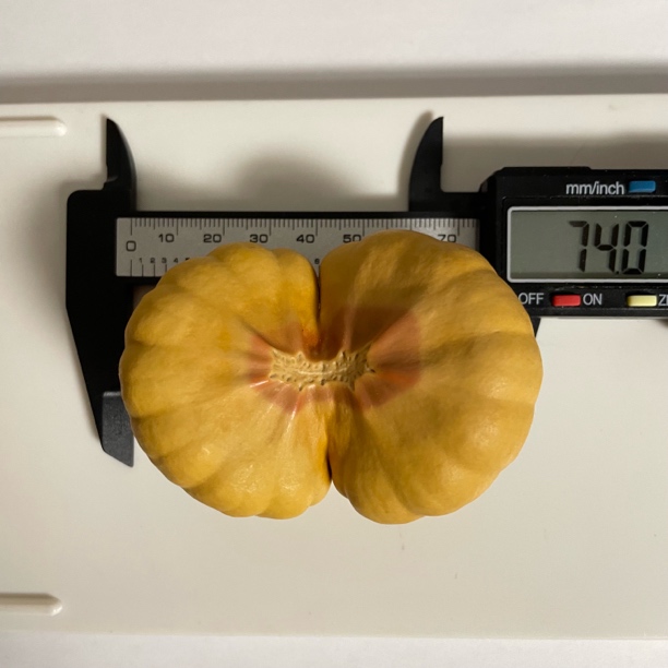 精品反色墨西哥双胞胎葫芦，大厚皮，尺寸看图