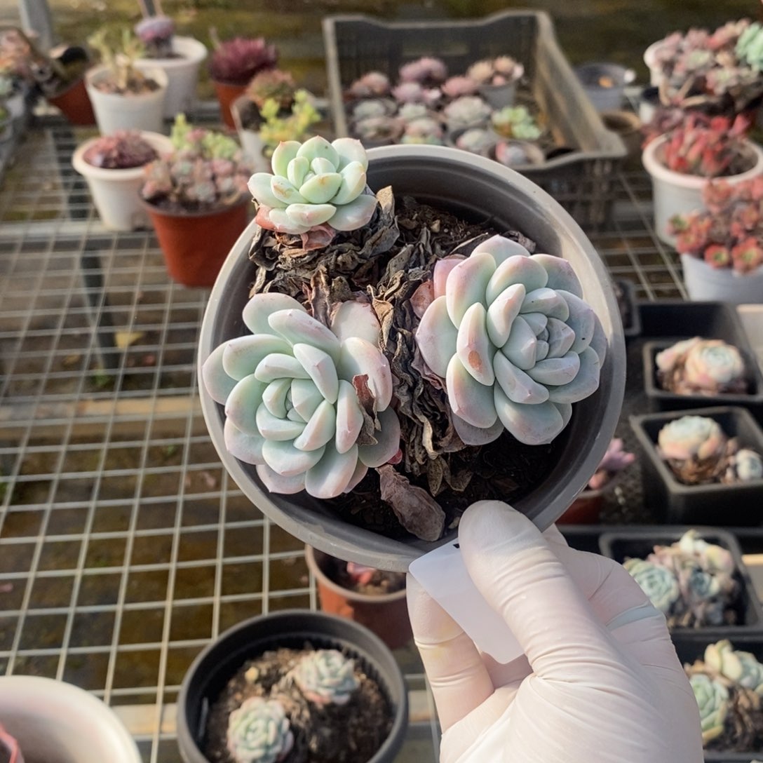 733冰玉老桩一物一拍