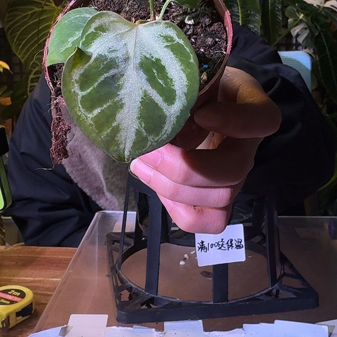 不开花植物G380银色面纱杂蝶叶银