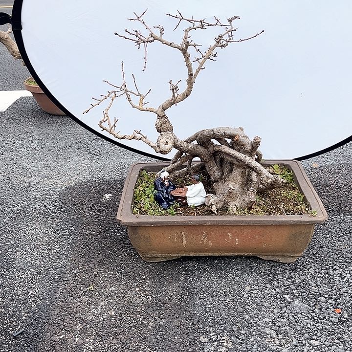 @***秋盆景植物850元