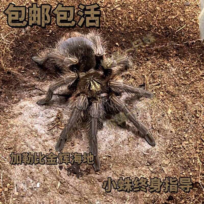 加勒比金辉海地蜘蛛大型好养爬行宠物蜘蛛活体宠物大个体好养活