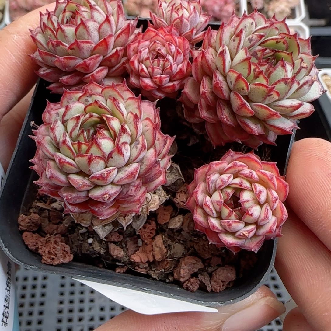 花语逸境0124-446魅惑