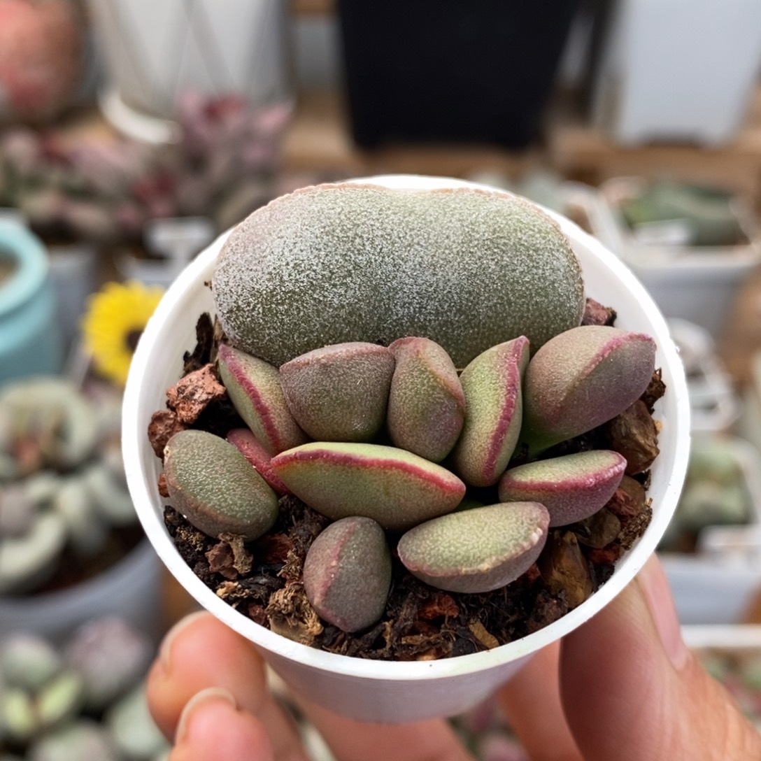 白肌红蛋水泡多肉植物