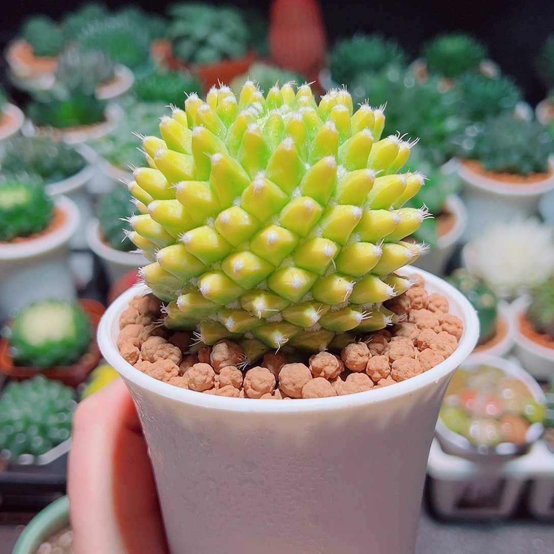 菠萝球多肉多肉多肉