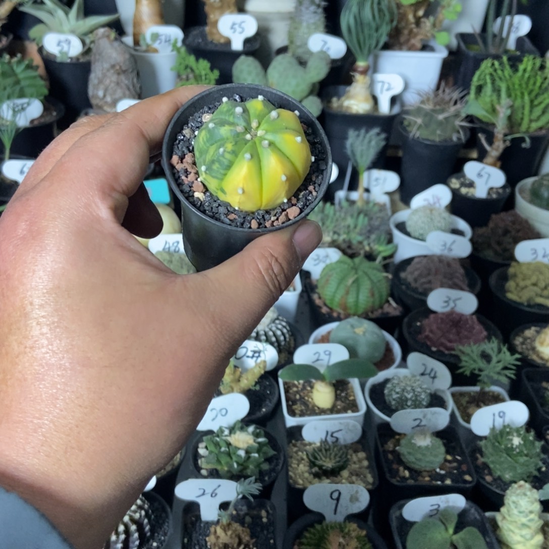 兜锦一个一物一拍