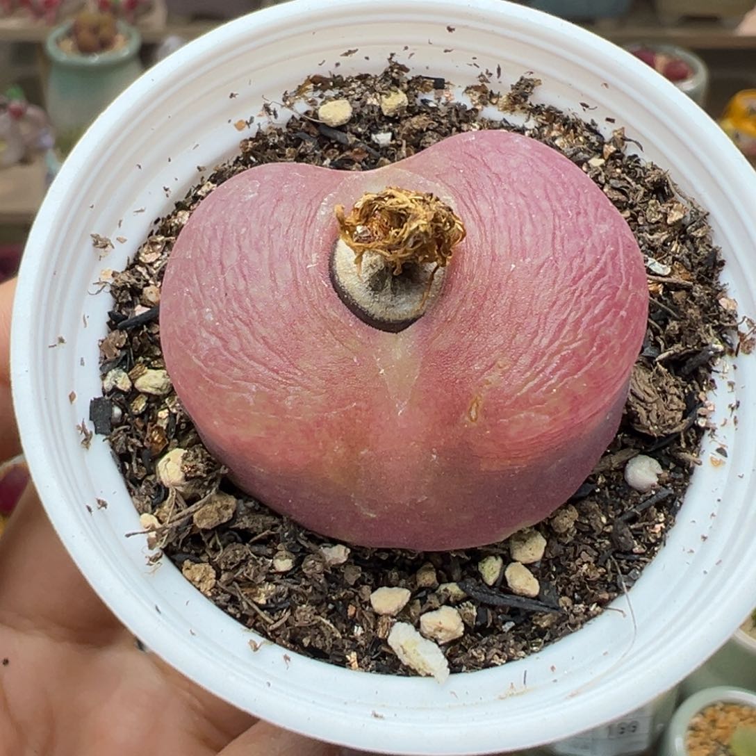 多肉植物209号大毛3.3厘米