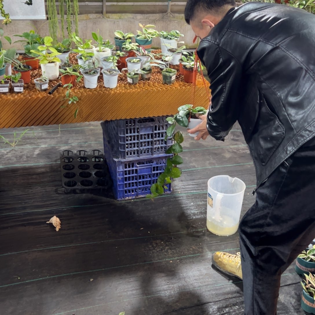 N***e无花朵克林顿球兰