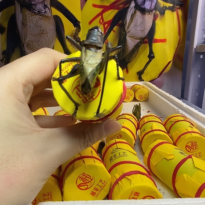 .***.蟋蟀郝建伟大包蝈蝈一条