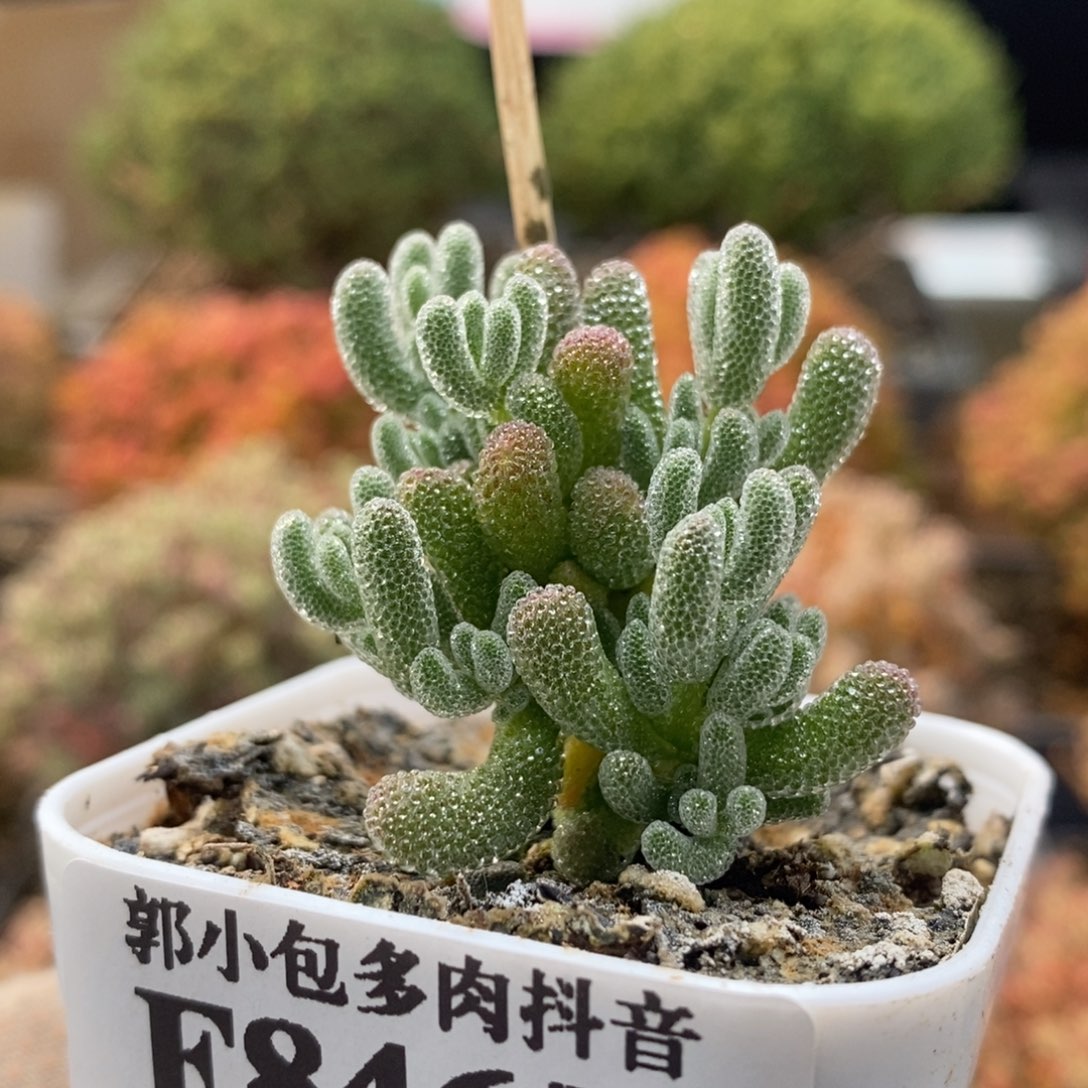 优选冰晶8465枝干番杏