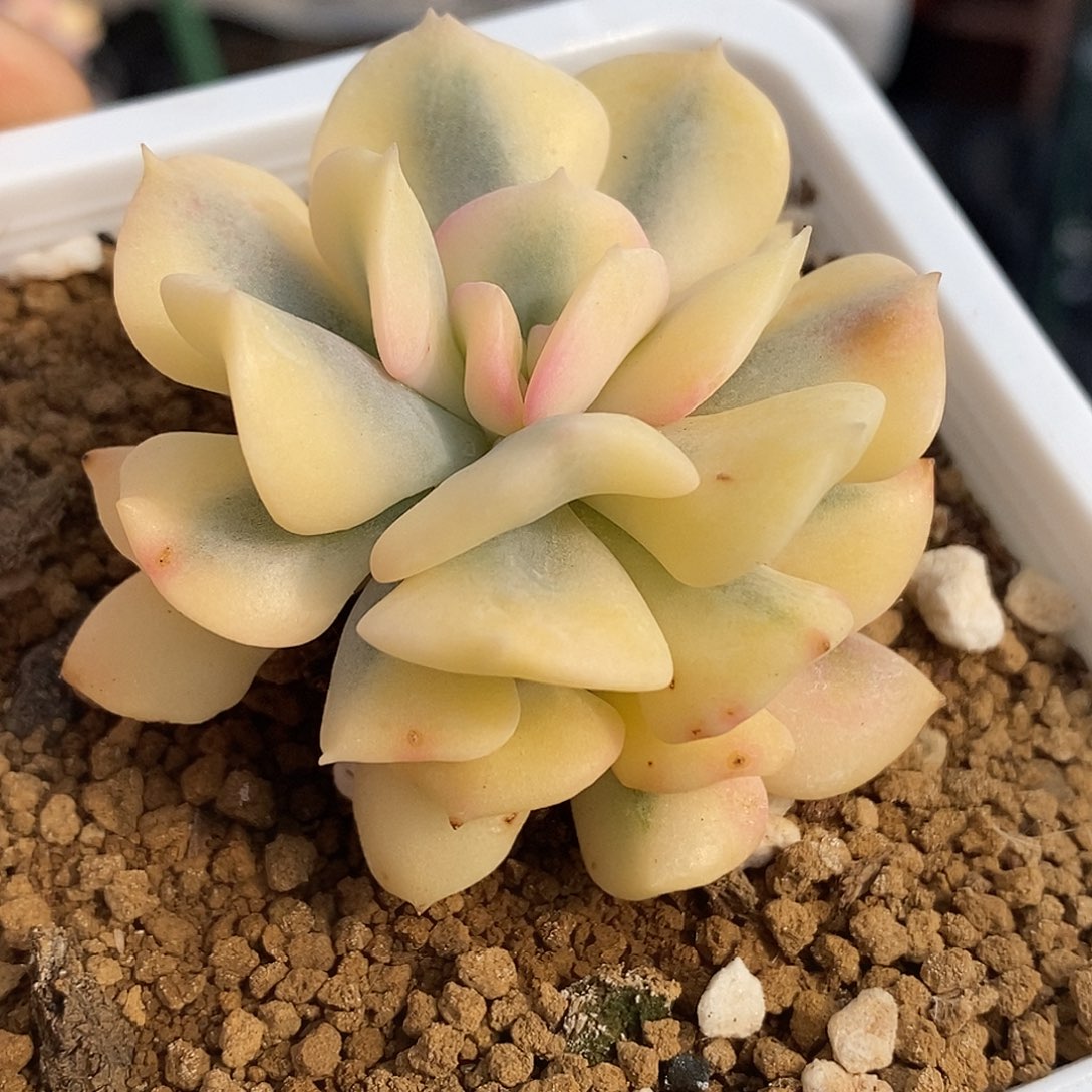 雪精灵锦 小方花圃一物一拍