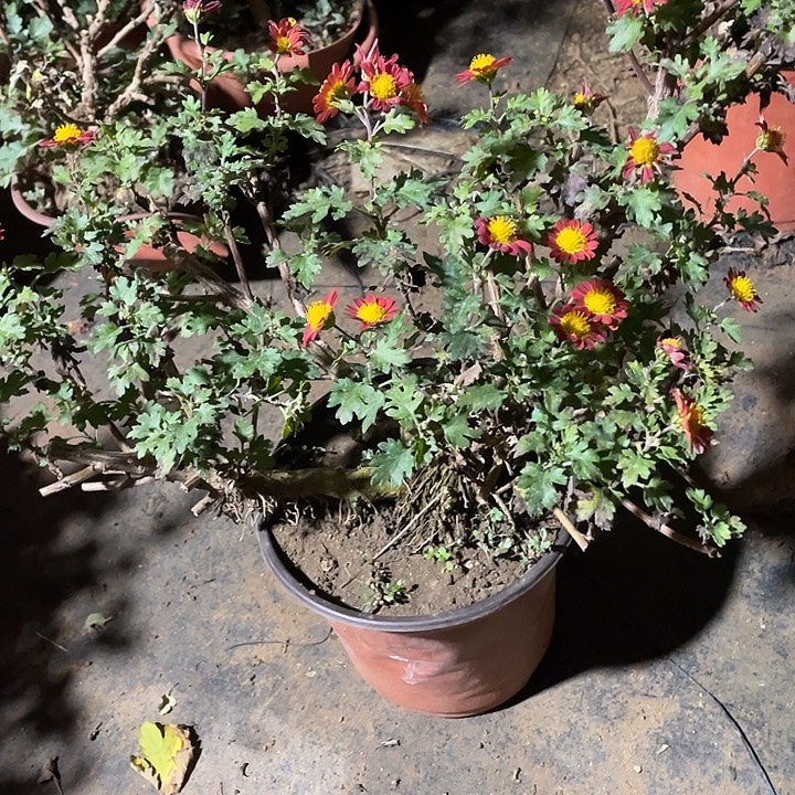 大***健80菊花菊花菊花家