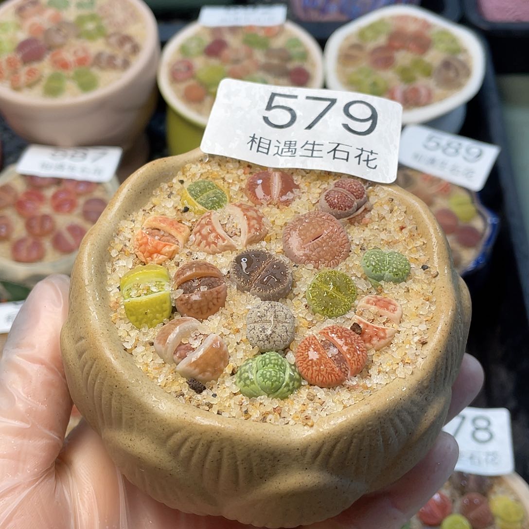 相遇生石花链接579