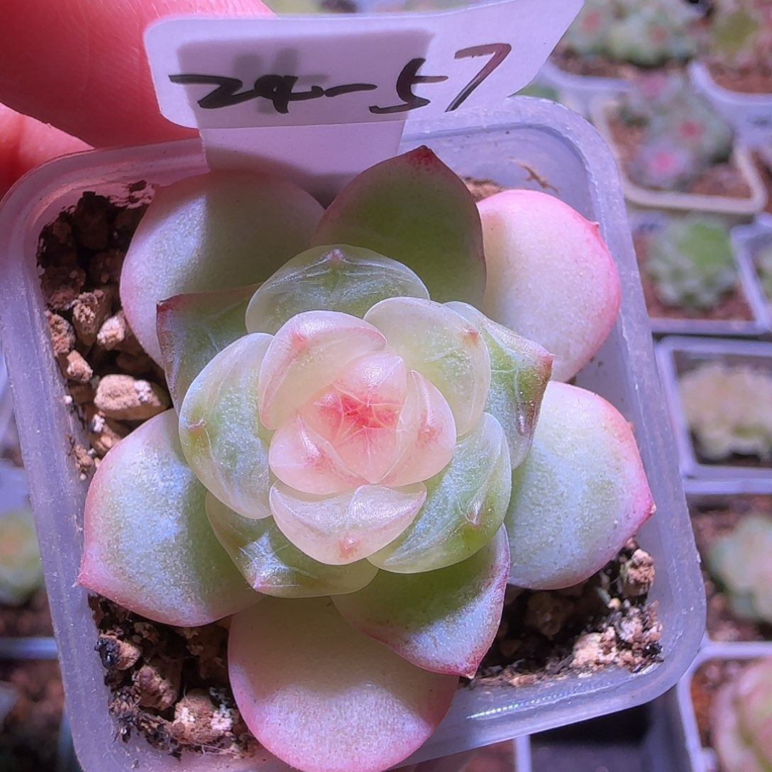 24-57福利新月单头