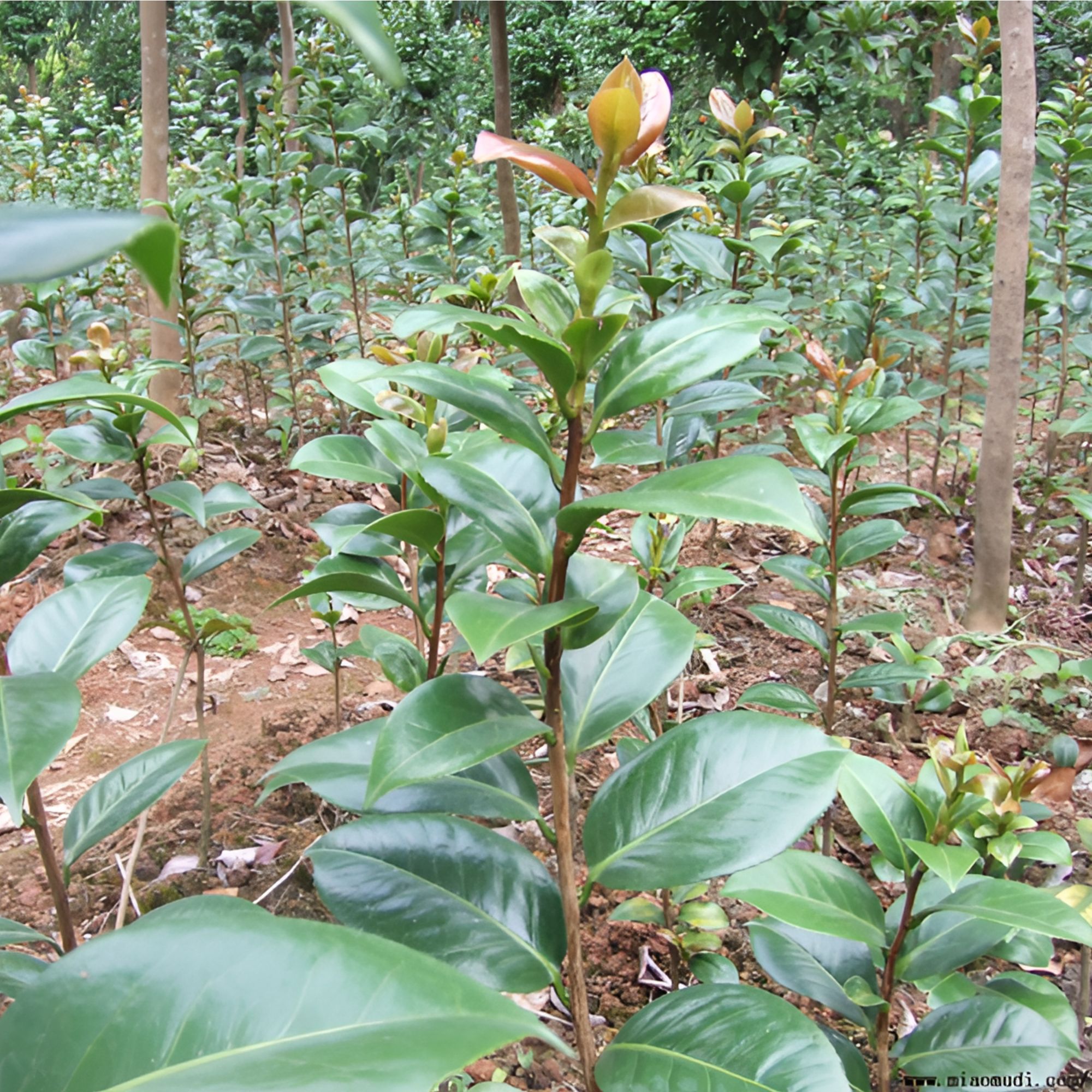 茶花树苗、精品茶花树苗、多年生茶花树苗茶花开了