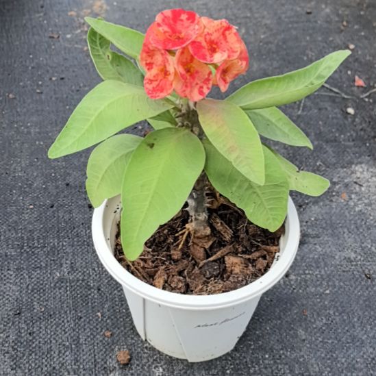 黄***瑰完全开放甜蜜仙女直播间一物一拍