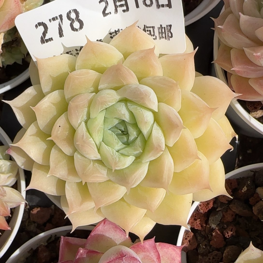 花语逸境0218-278