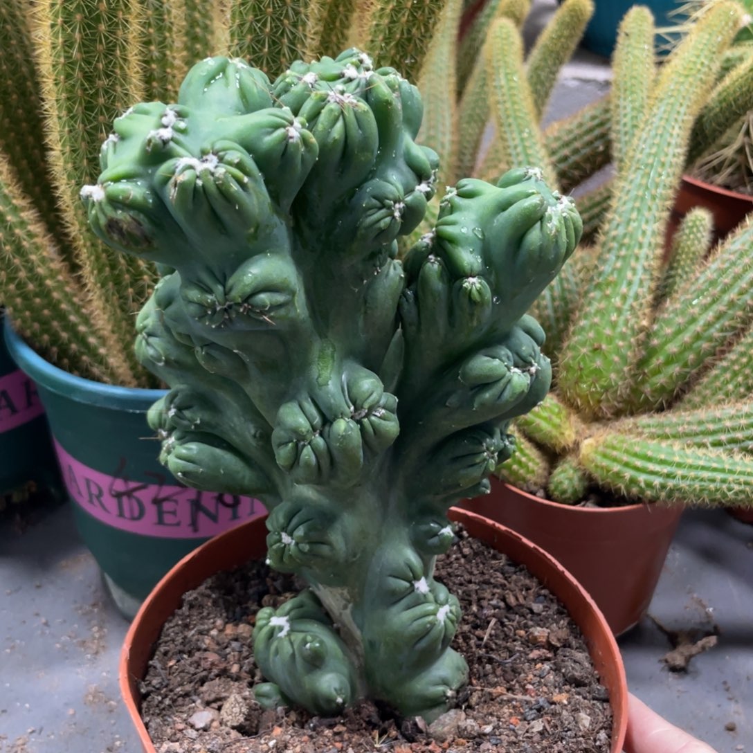 紫云罗汉一物一拍小精品