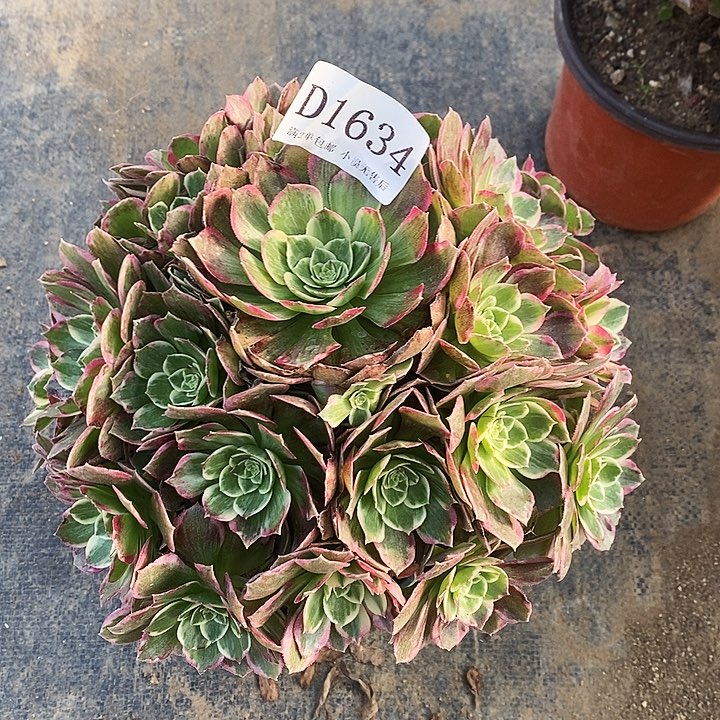 1634粉海王多肉植物