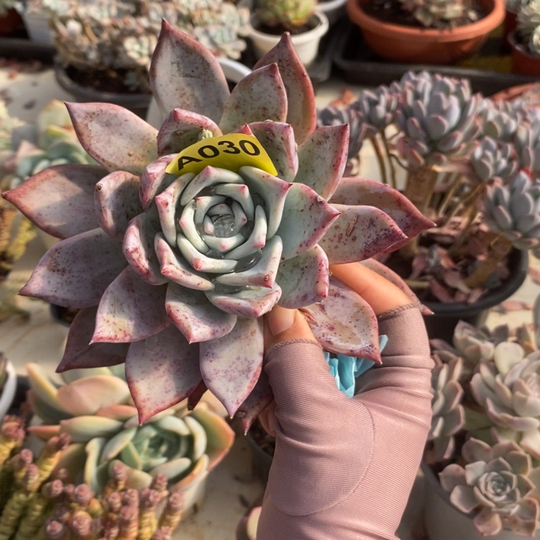 030卡单头一物一拍