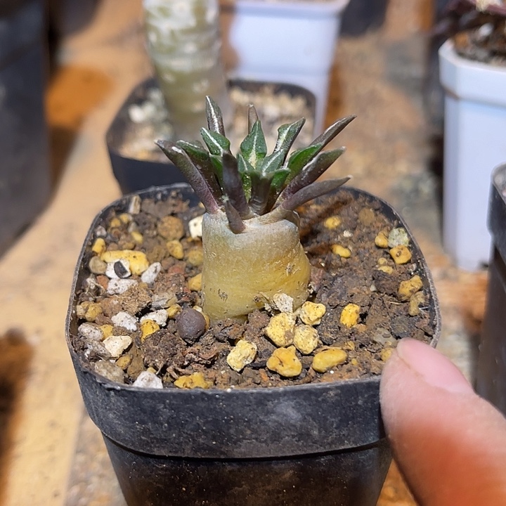 满38包邮2天凑单，脱土晾根发货多肉植物实生黑牡丹