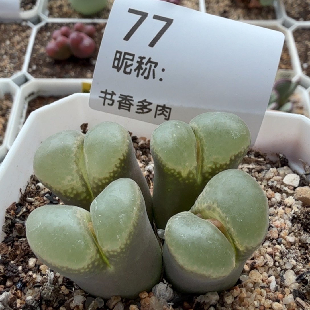 星***崽多肉植物          
